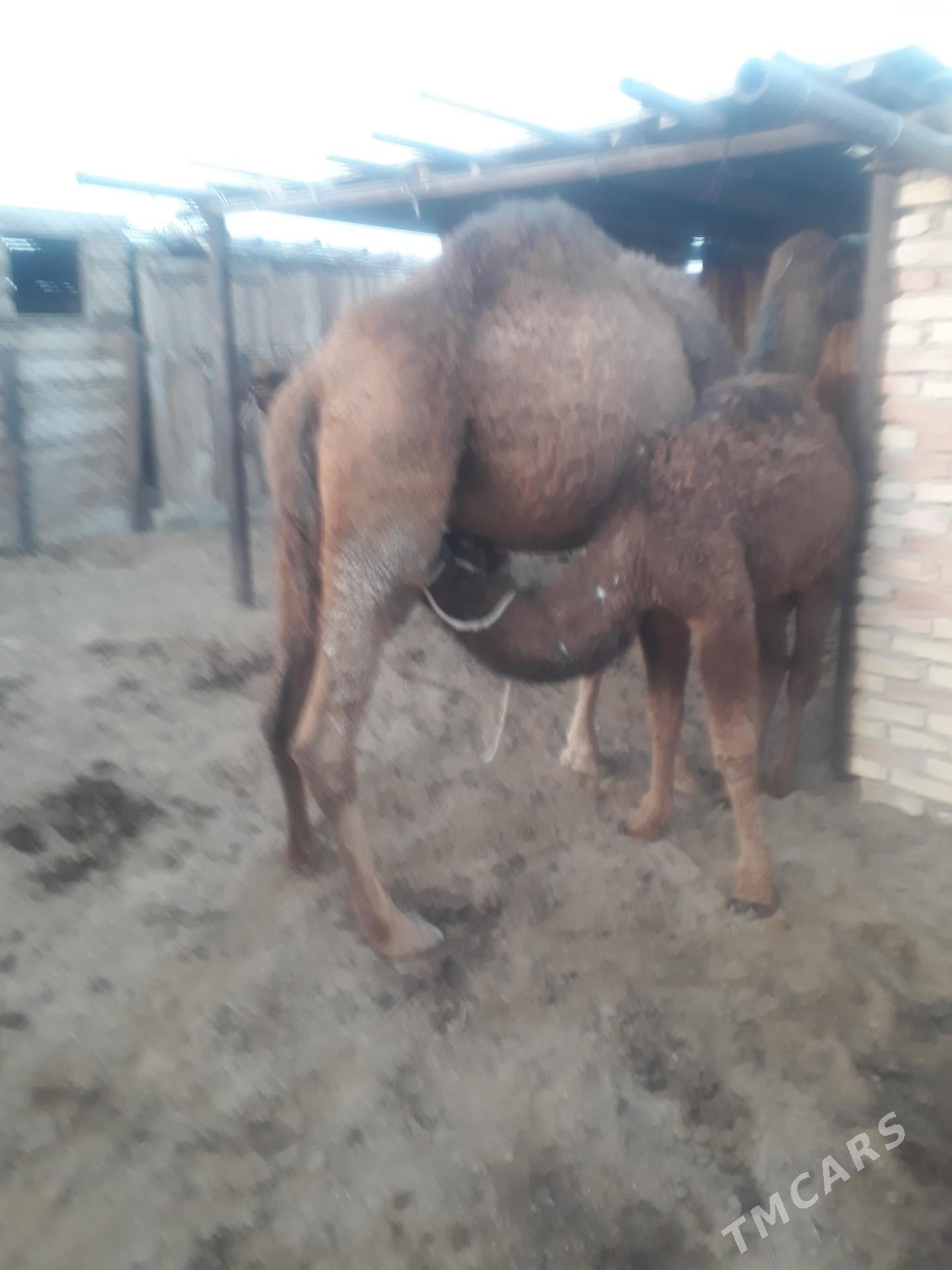 Duye - Балканабат - img 3