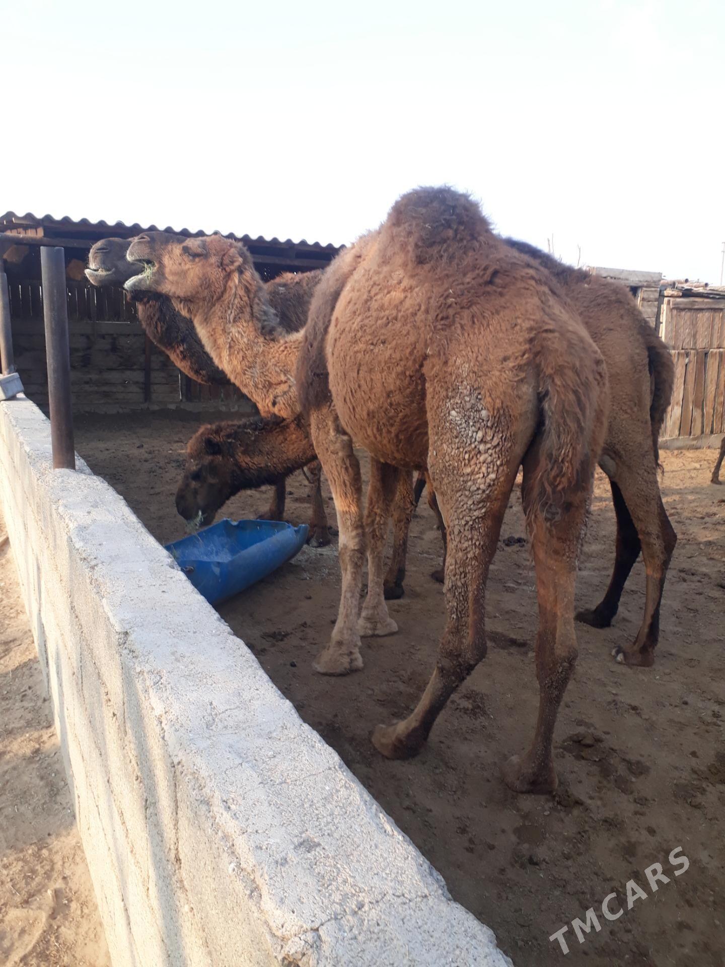 Duye - Балканабат - img 2