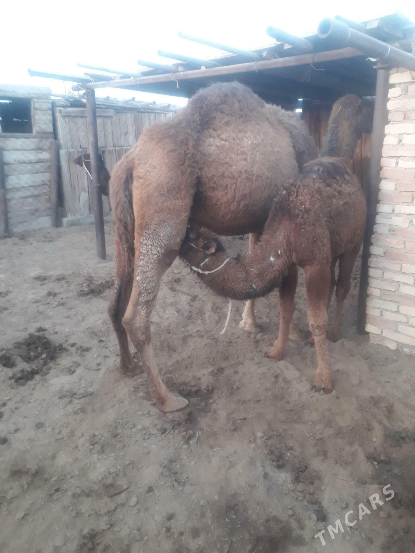 Duye - Балканабат - img 4