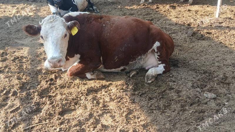 Bogaz sygyr - Бахарден - img 3