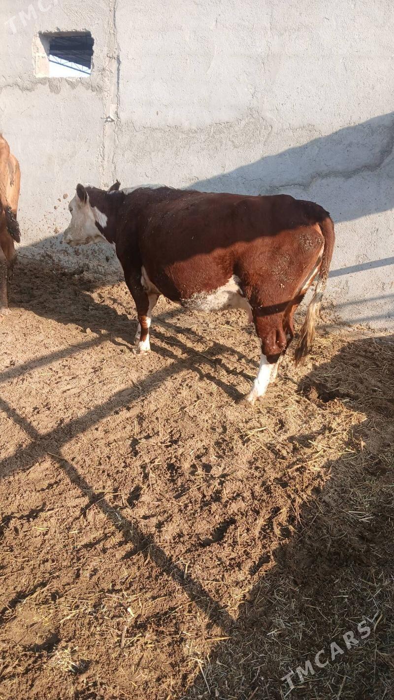 Bogaz sygyr - Бахарден - img 2