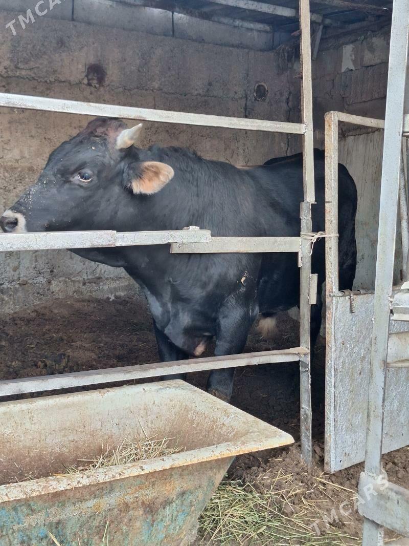 Okuz - Büzmeýin - img 2