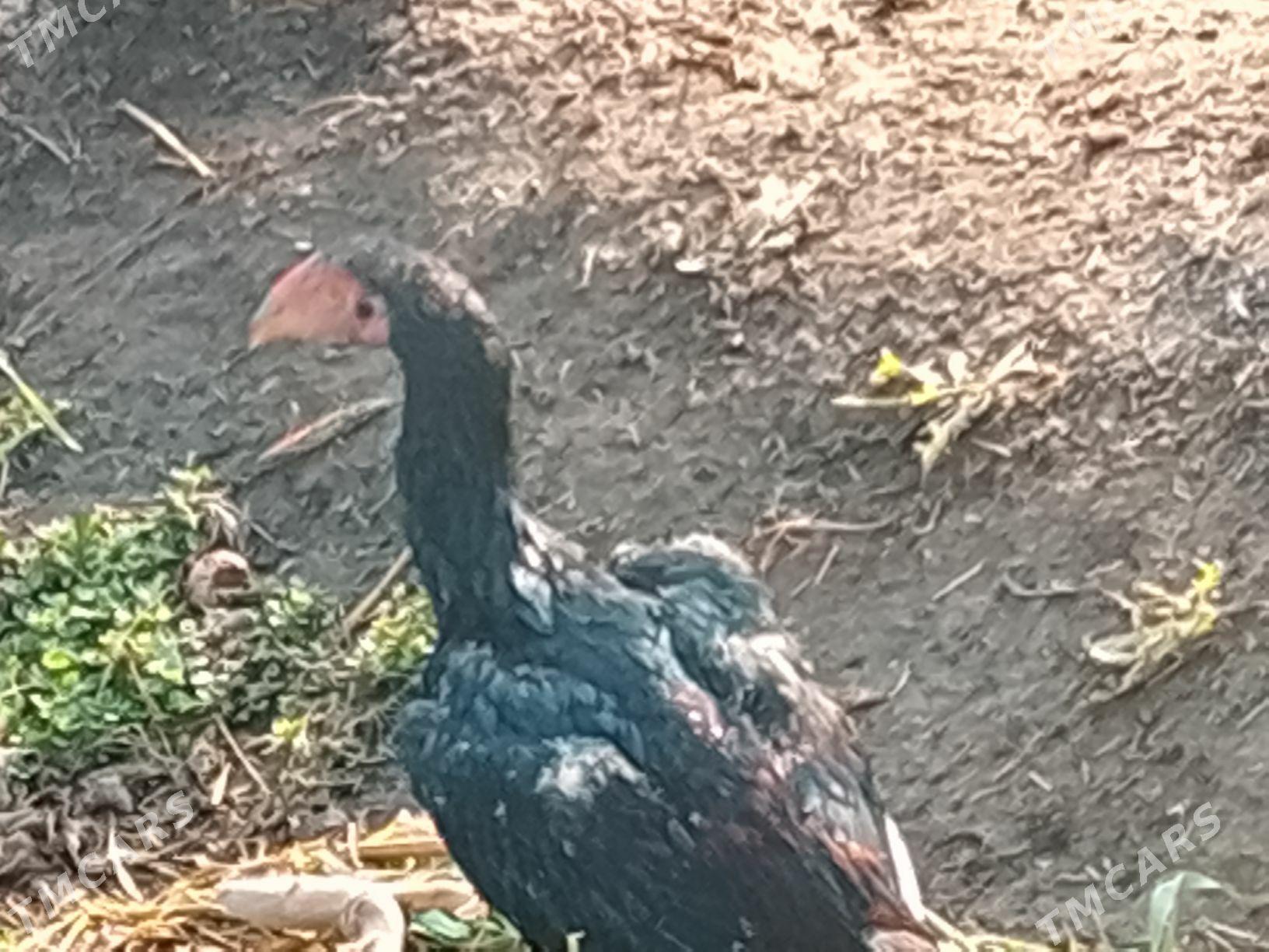 BAÝSUL HORAZ JUJE SATLYK - Чарджоу - img 2