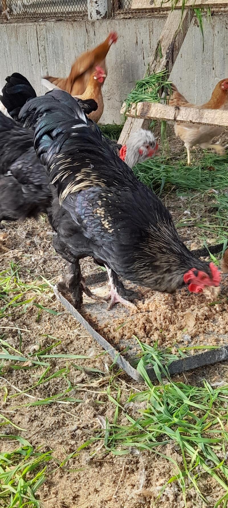 bramalar - Бахарден - img 3