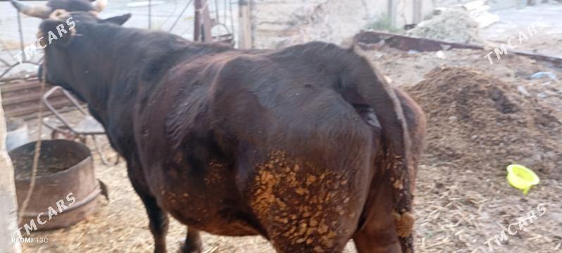 sygyr - Gyzylarbat - img 2