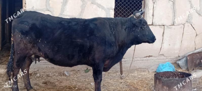 sygyr - Gyzylarbat - img 6