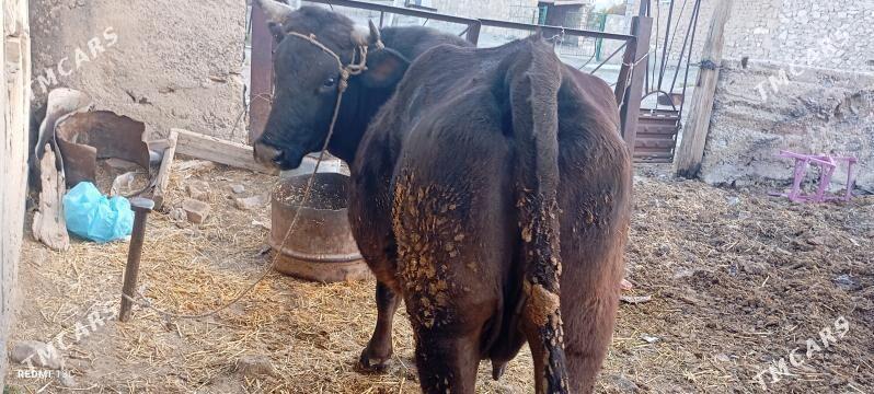 sygyr - Gyzylarbat - img 5