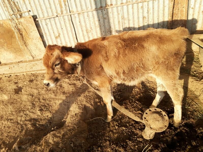 öküzçe - Бабадайхан - img 2