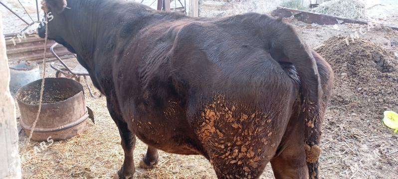 sygyr - Gyzylarbat - img 3