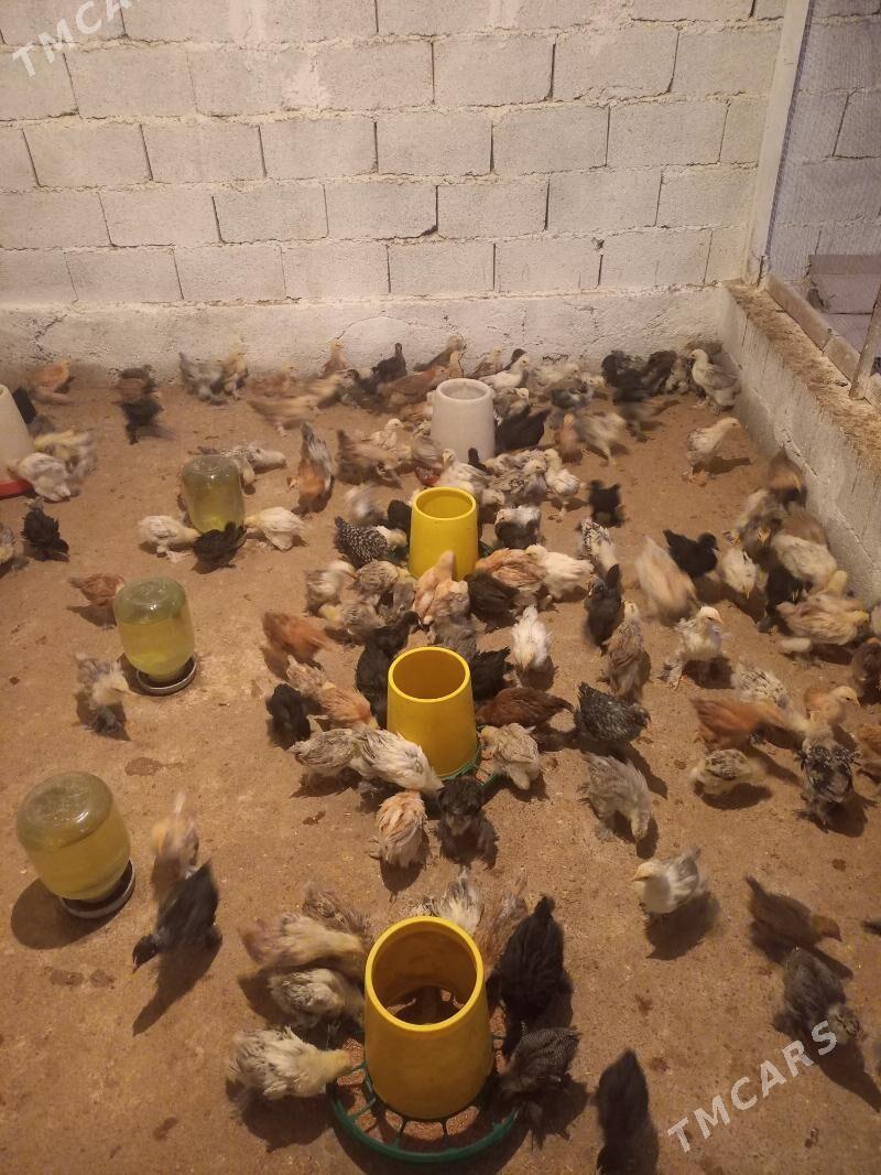 jüýje - Гёкдепе - img 1