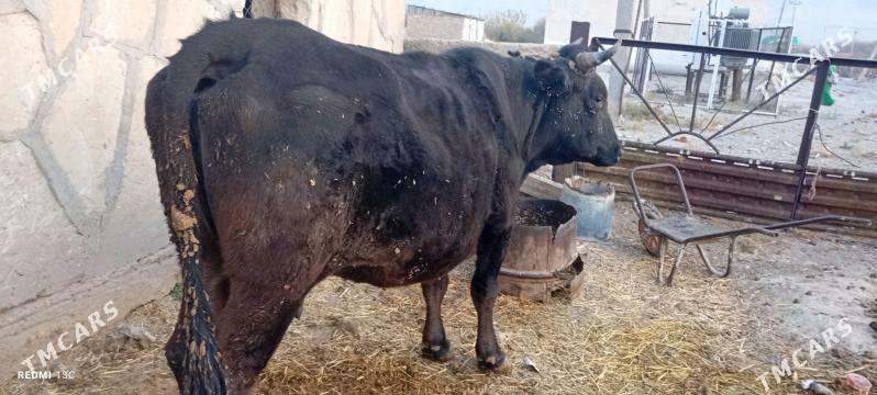 sygyr - Gyzylarbat - img 4