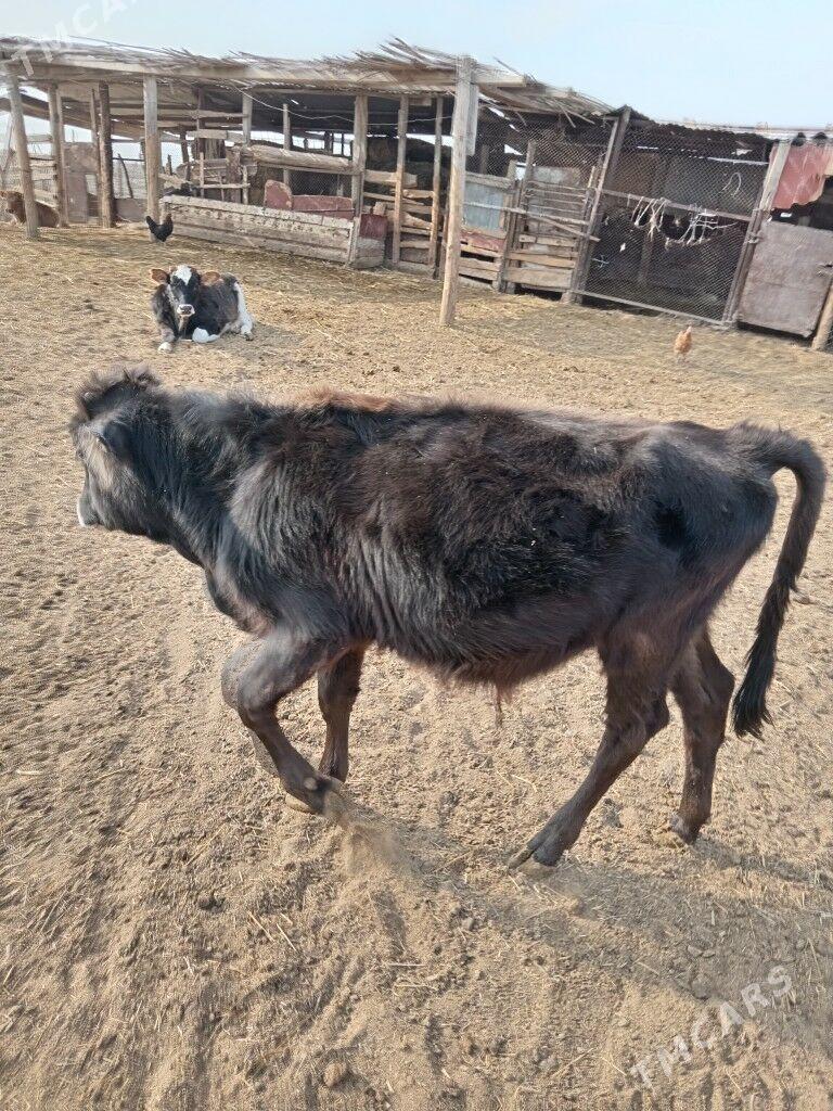 Голе - Etrek - img 1