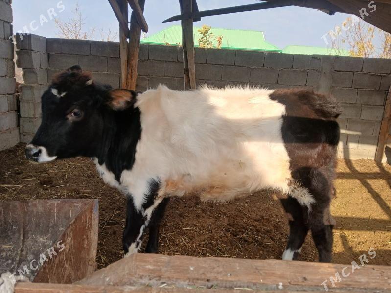 okuz tuweler - Бузмеин - img 2