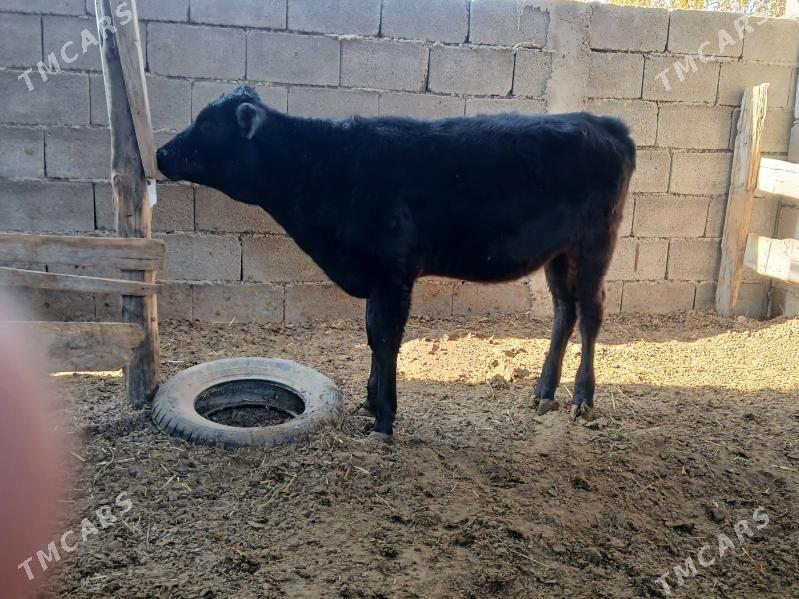 okuz tuweler - Бузмеин - img 4