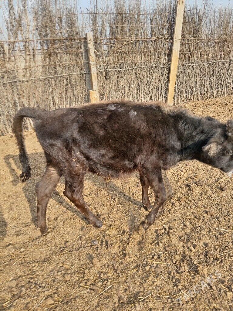 Голе - Etrek - img 2