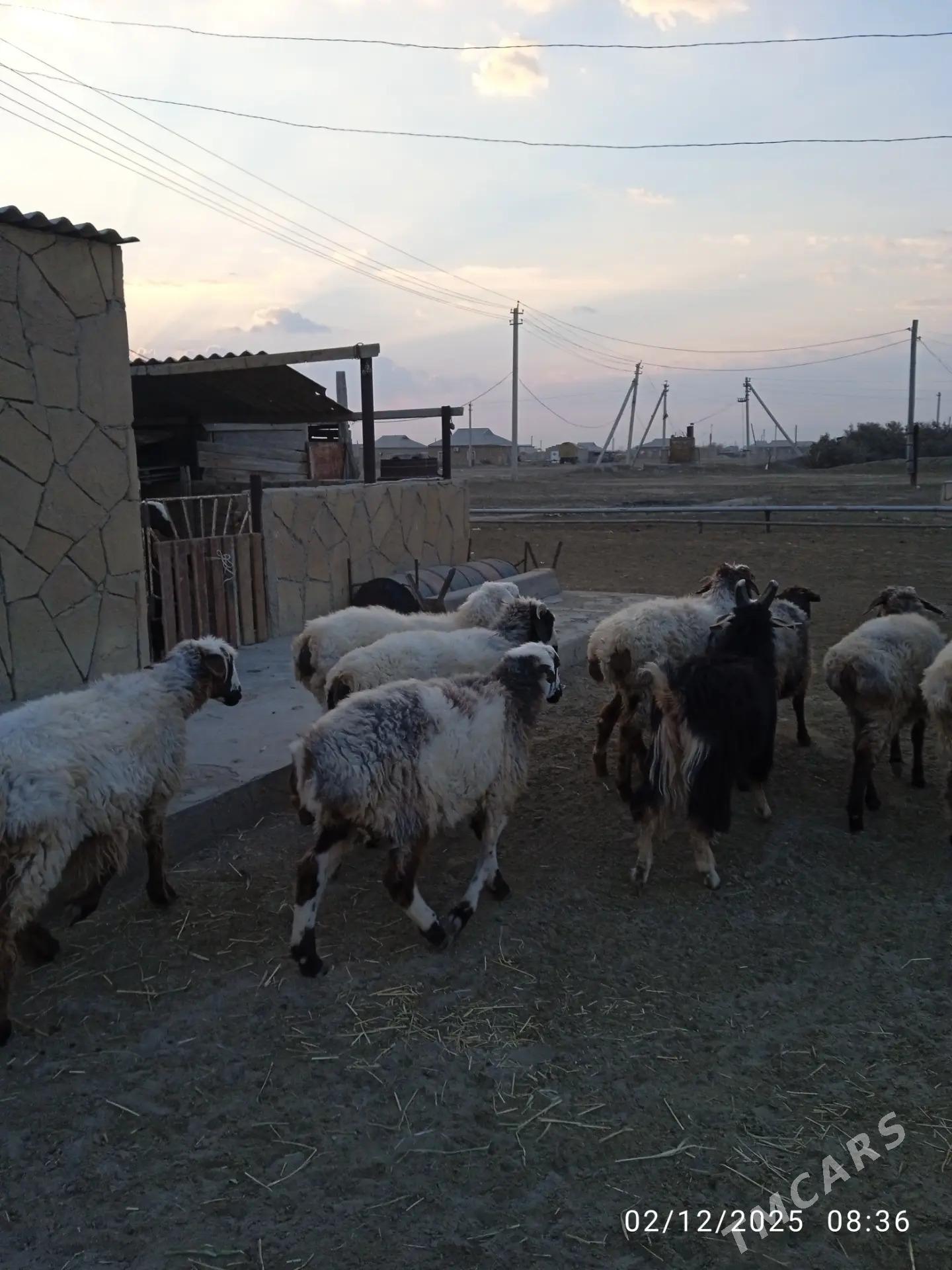 tokly - Balkanabat - img 5