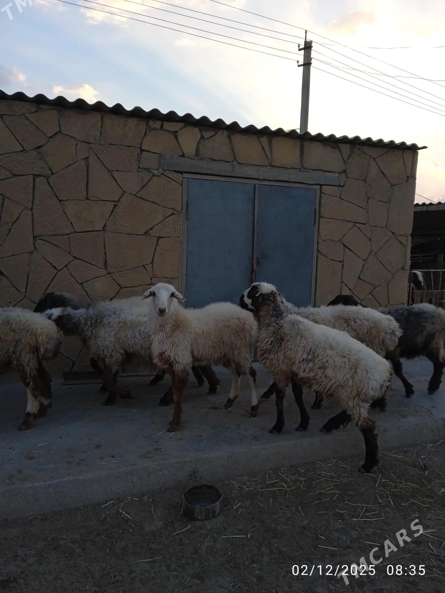 tokly - Balkanabat - img 4