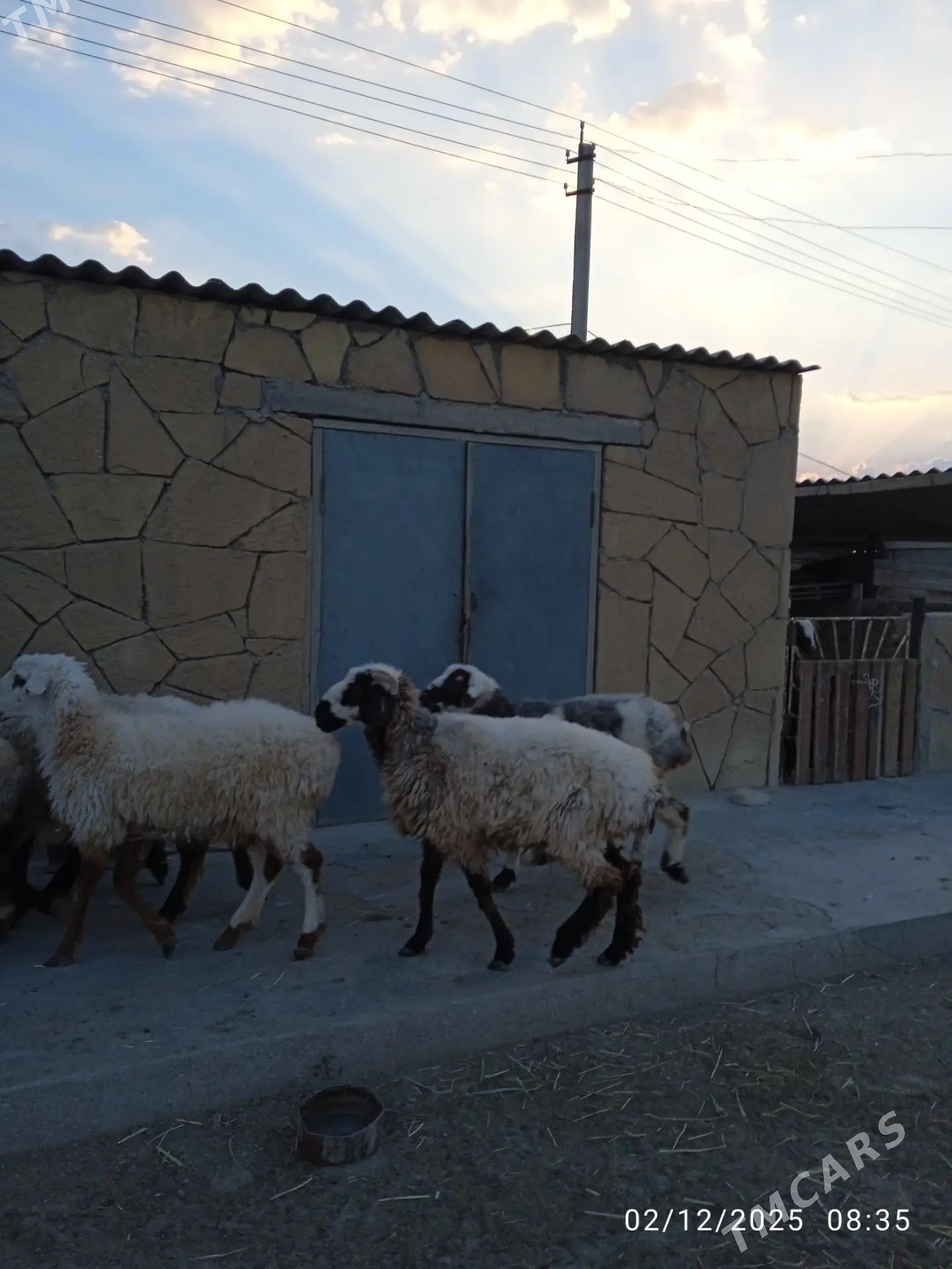 tokly - Balkanabat - img 3