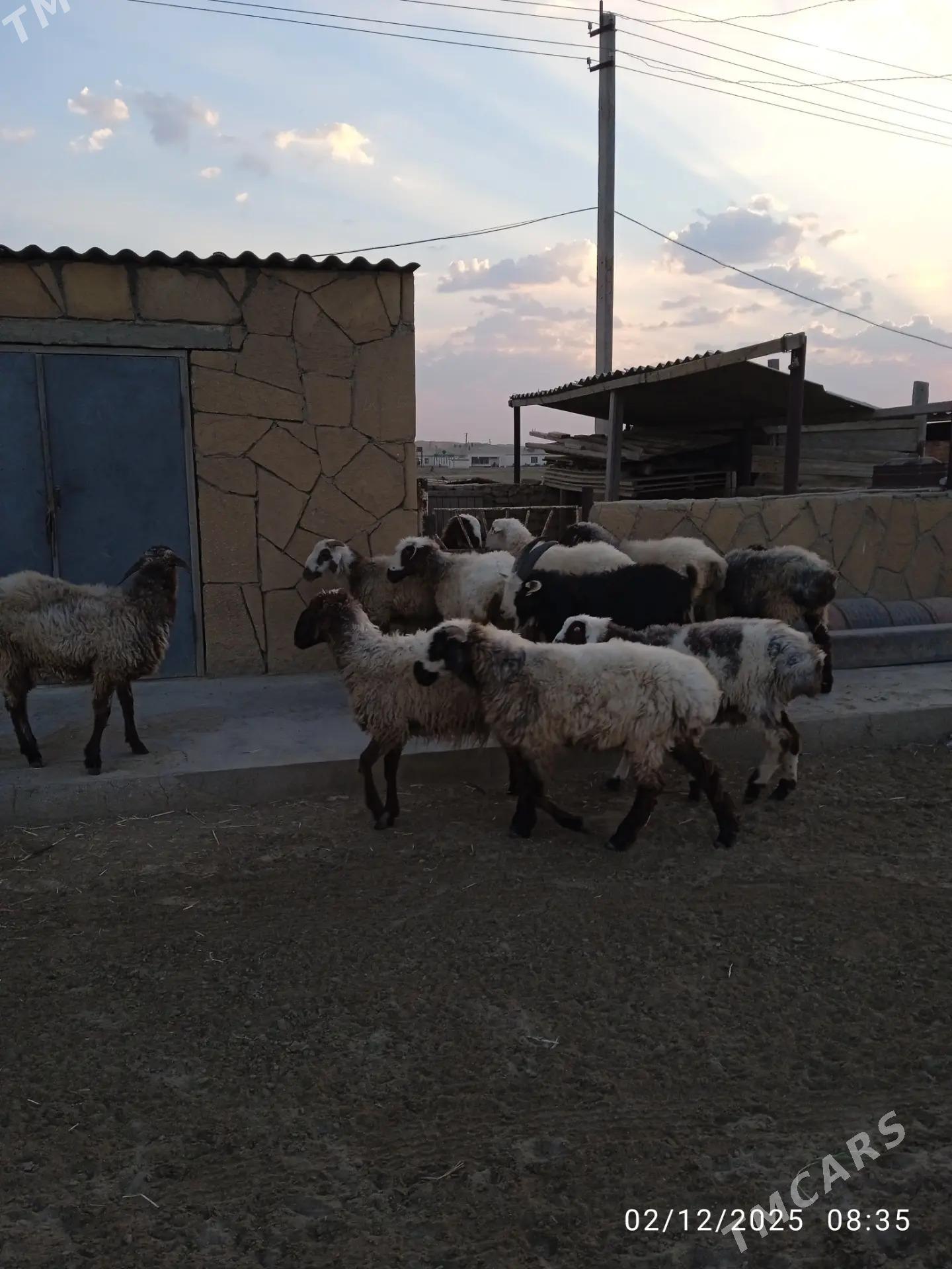 tokly - Balkanabat - img 6