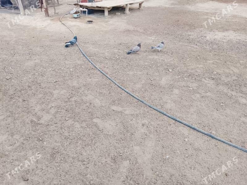 Kepderi - Bereket - img 2