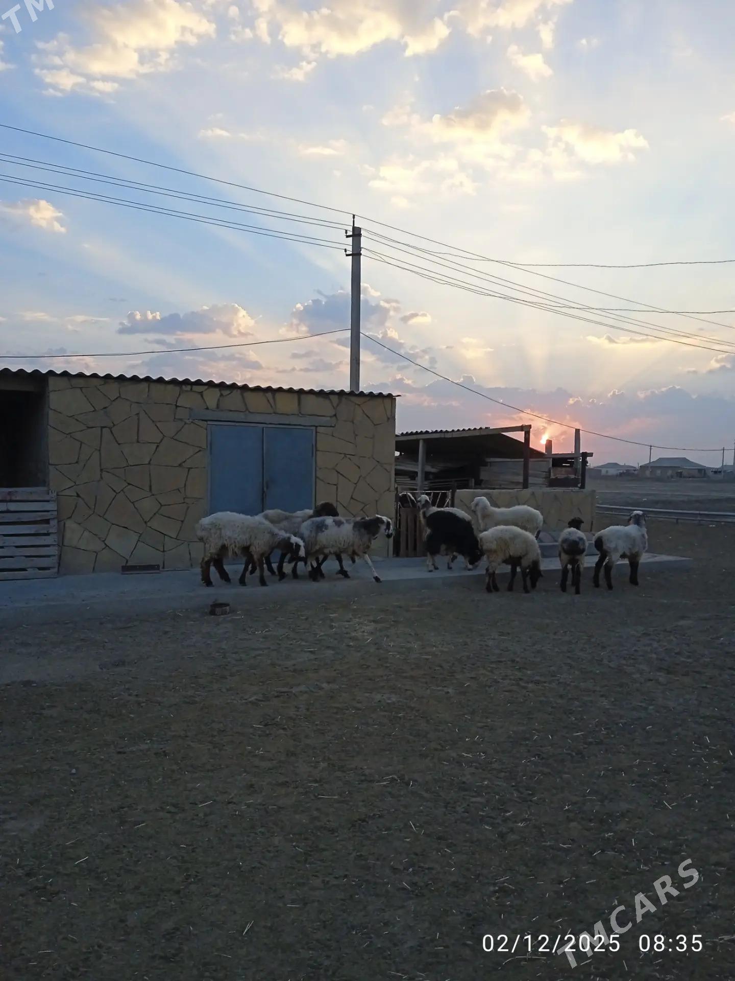 tokly - Balkanabat - img 7