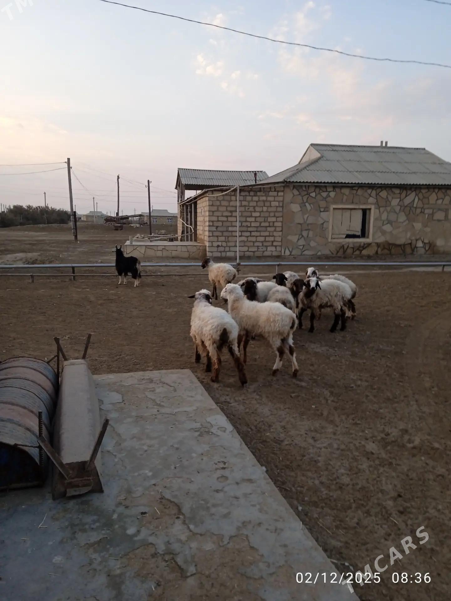 tokly - Balkanabat - img 2