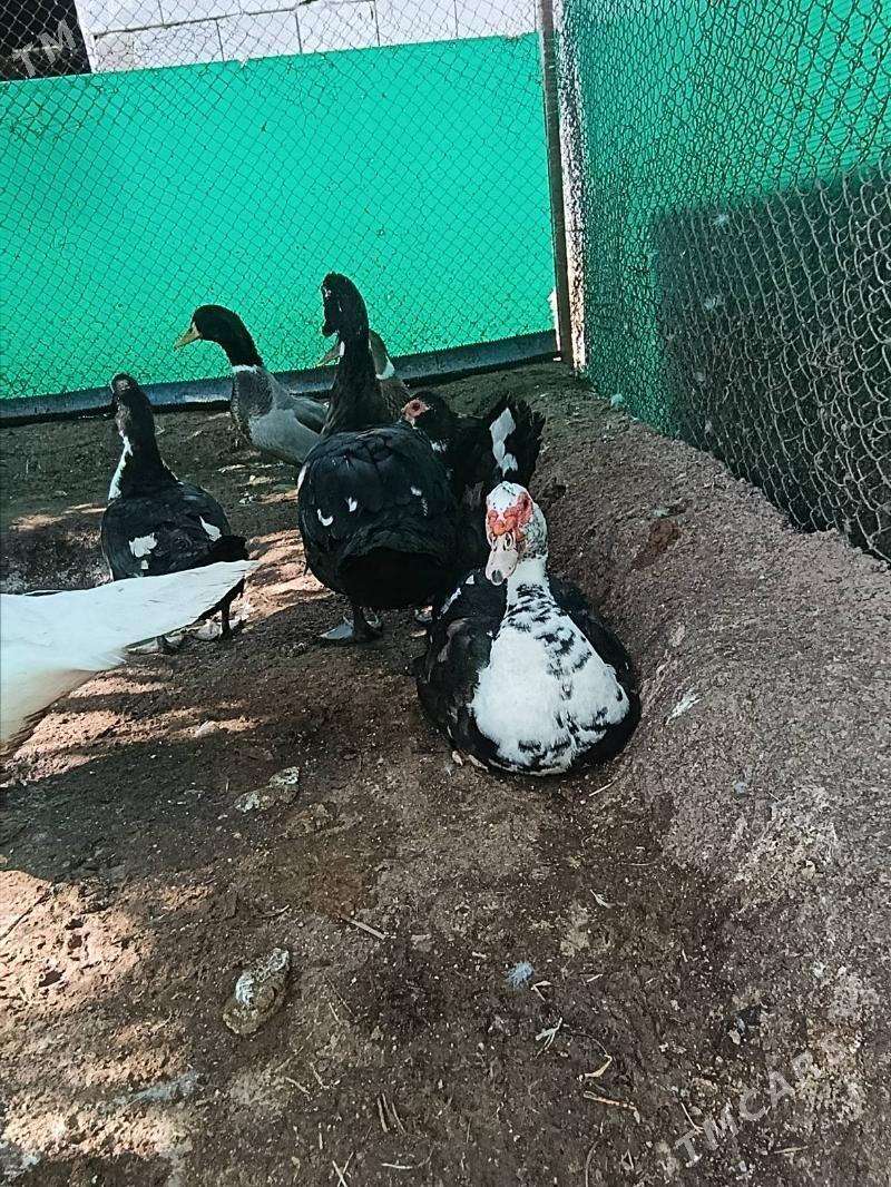 indawutga - Гёкдепе - img 2