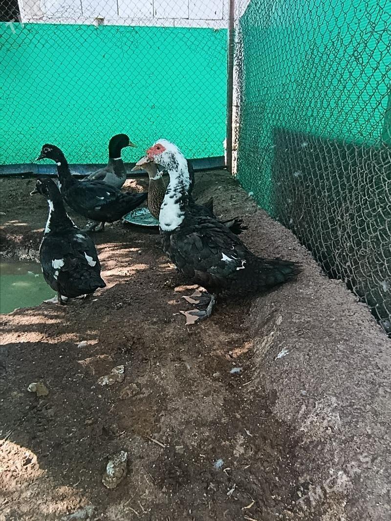 indawutga - Гёкдепе - img 3