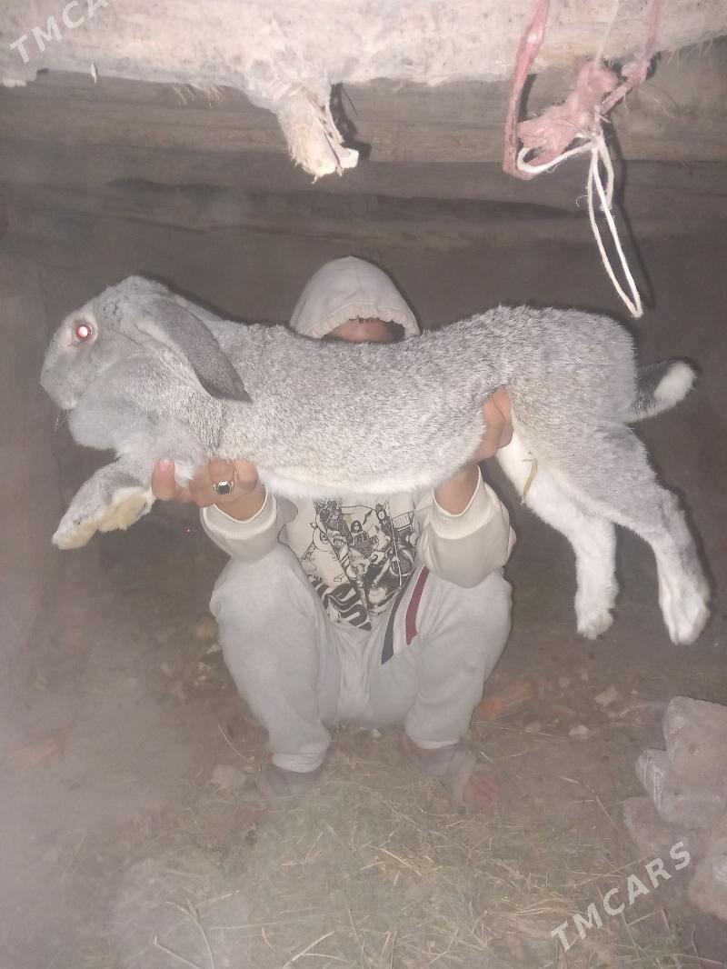 welikan towsan - Farap - img 2