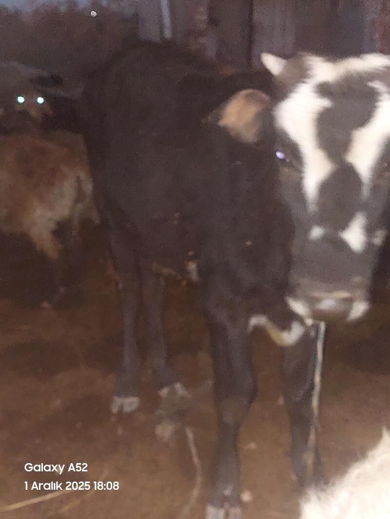 öküz - Murgap - img 2