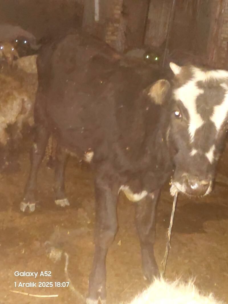 öküz - Murgap - img 3