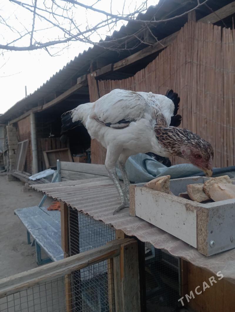 towuk - Гёкдже - img 3