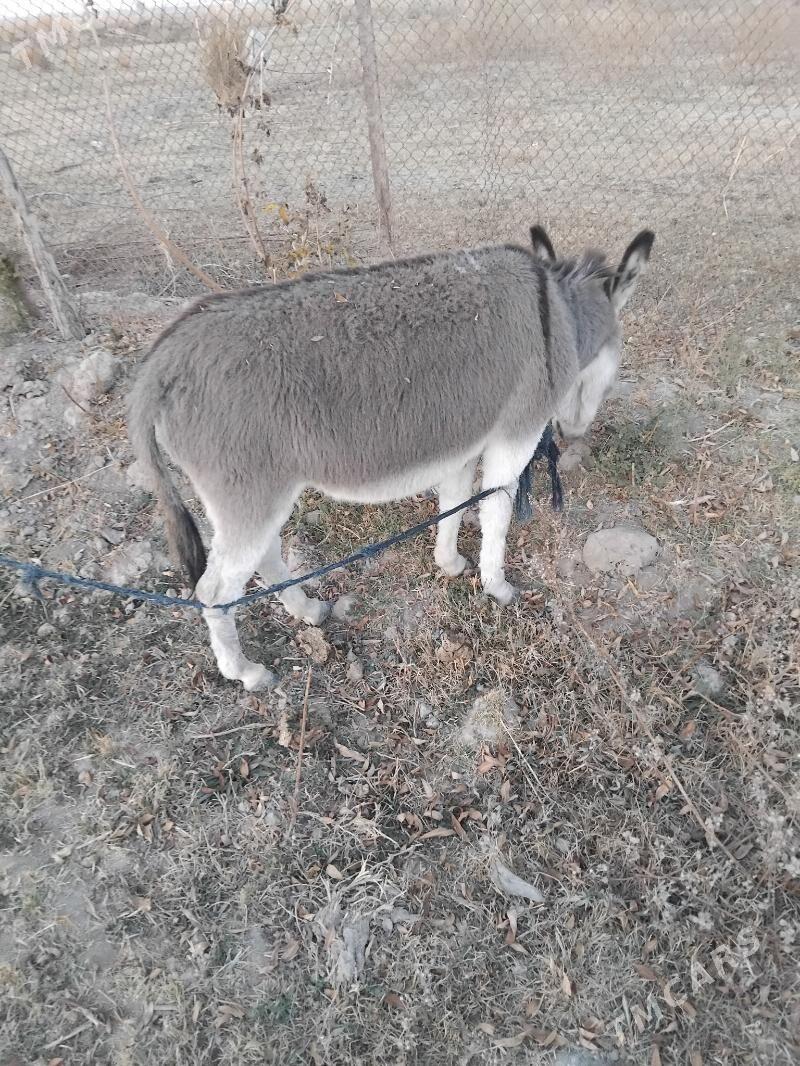 yas esek - Мургап - img 2