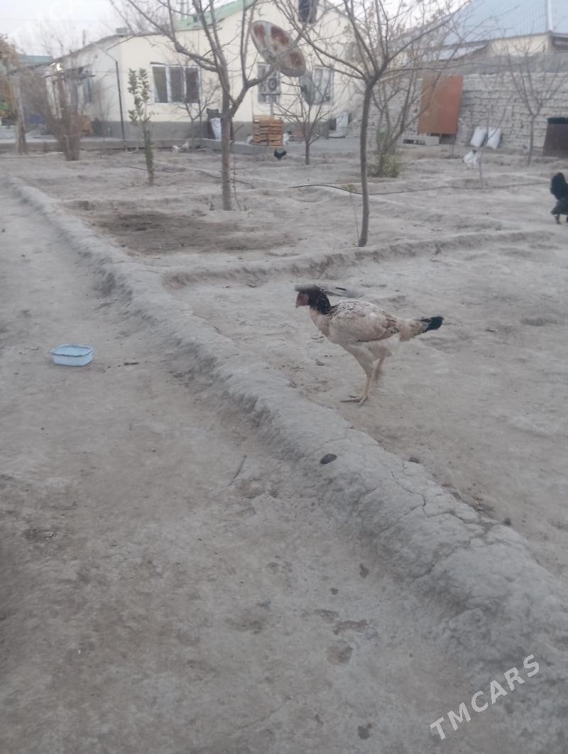 towuk - Гёкдже - img 2