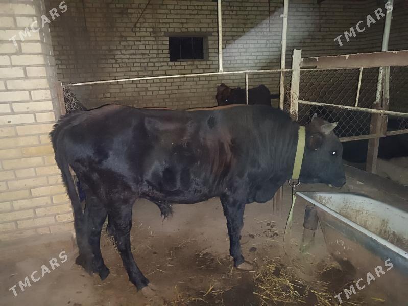 okuz - Сакарчага - img 2