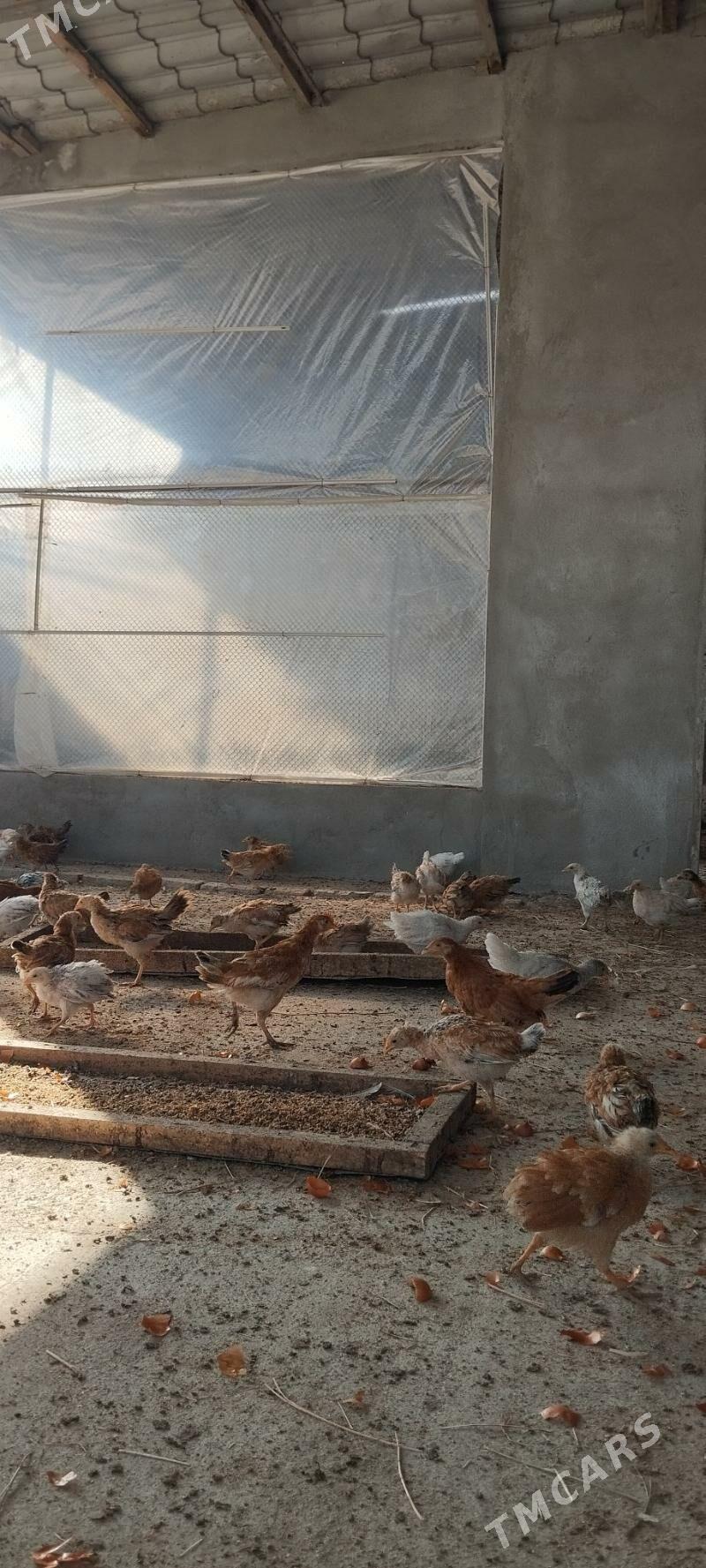 Jüje - Гёкдепе - img 3