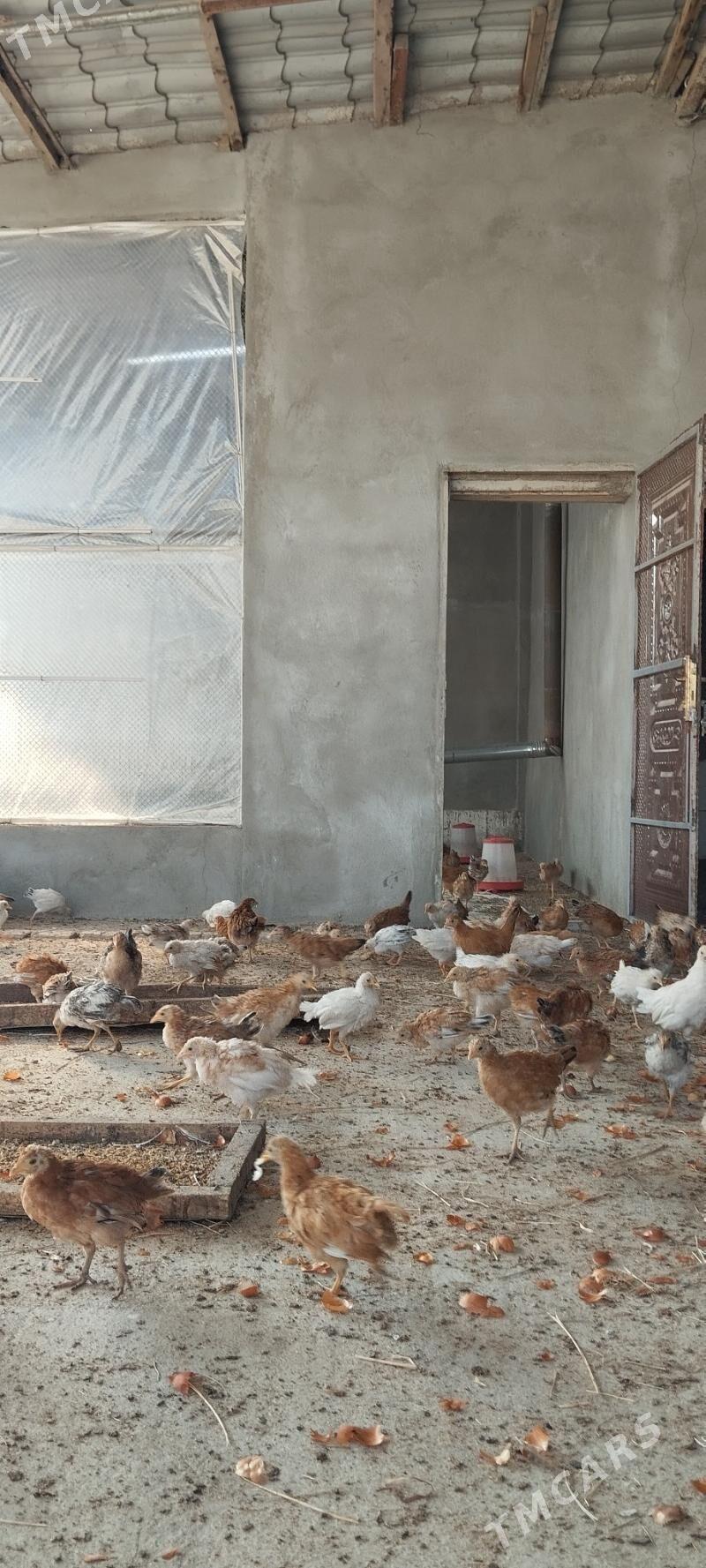 Jüje - Гёкдепе - img 5