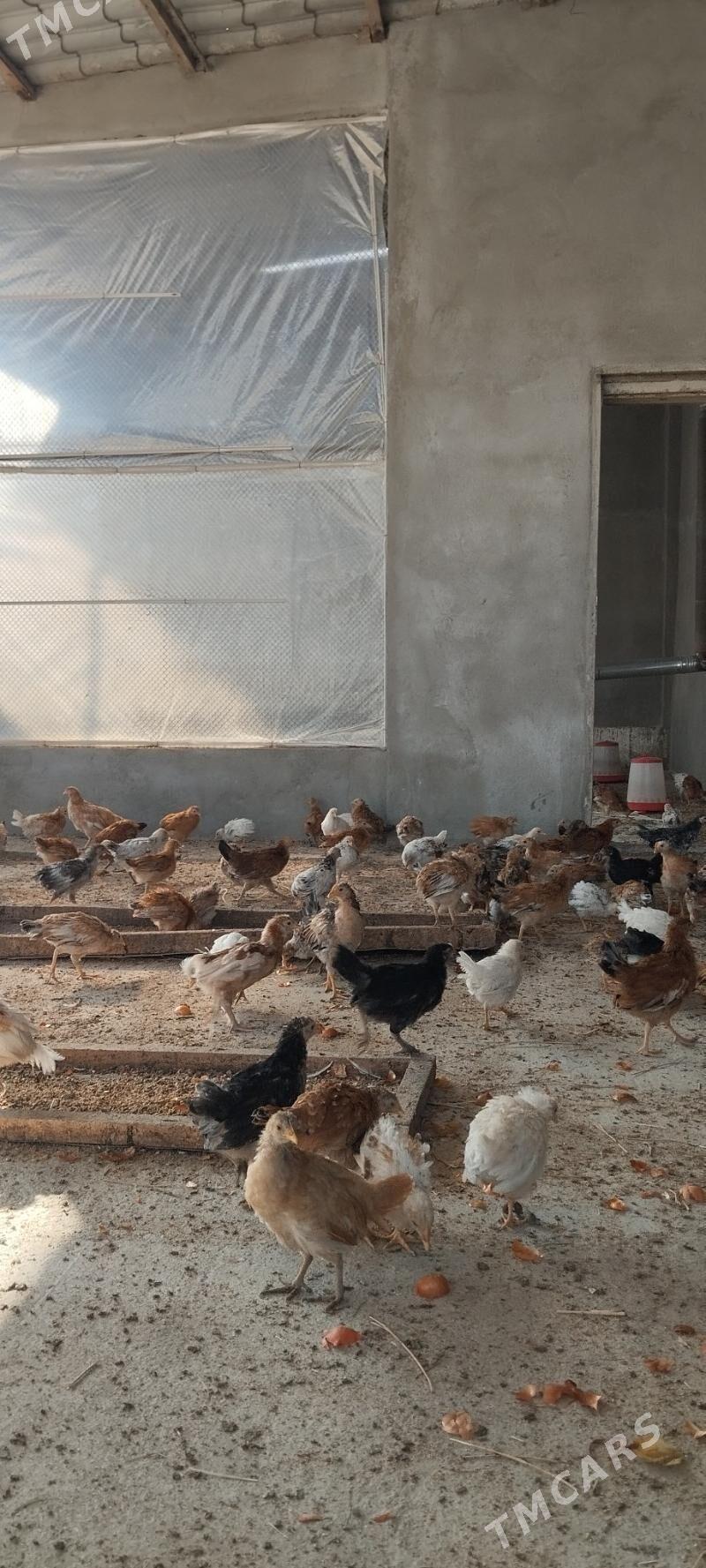 Jüje - Гёкдепе - img 4