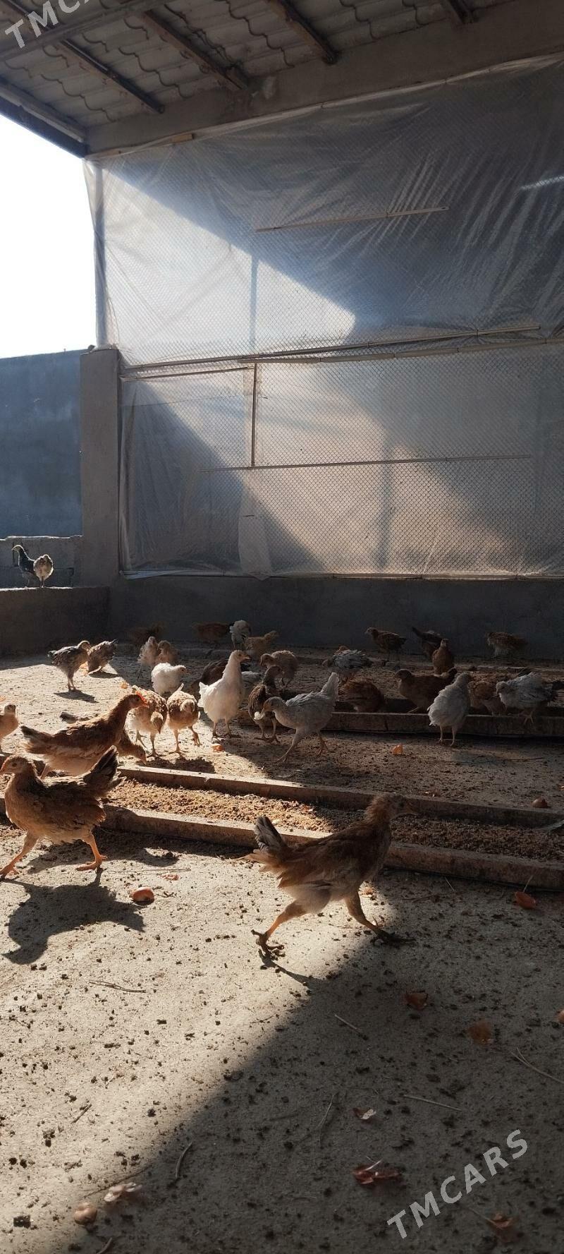 Jüje - Гёкдепе - img 2