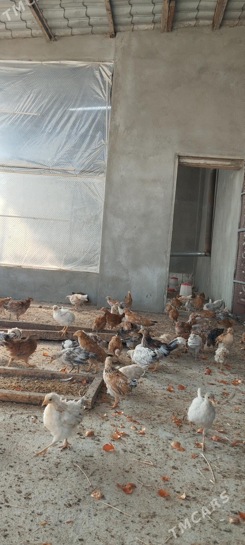 Jüje - Гёкдепе - img 6