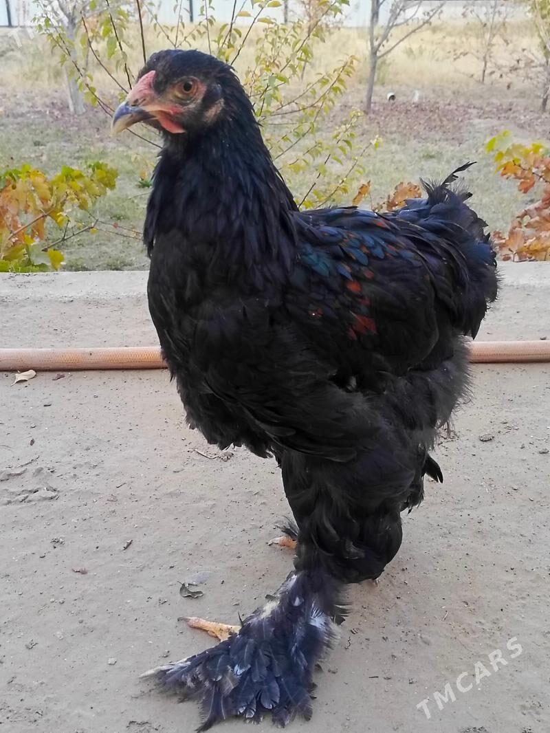 Brama horaz we towuk - Мары - img 3