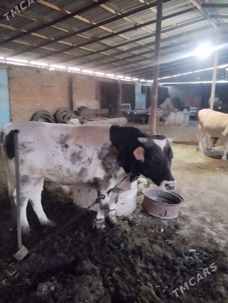 Ady Ökuzler - Kaka - img 4