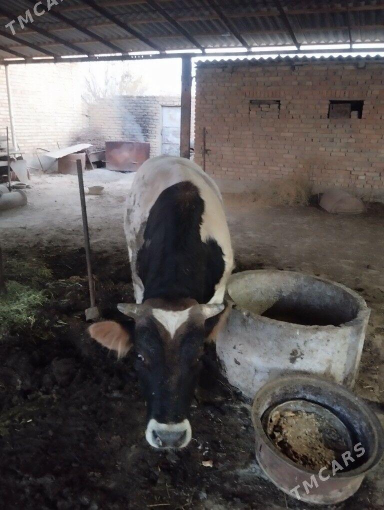 Ady Ökuzler - Kaka - img 3