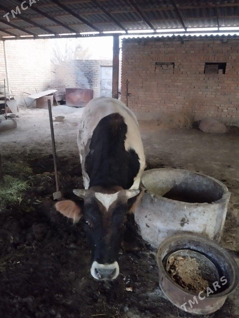 Ady Ökuzler - Kaka - img 6