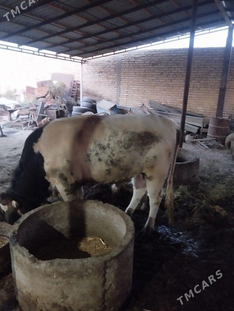 Ady Ökuzler - Kaka - img 2