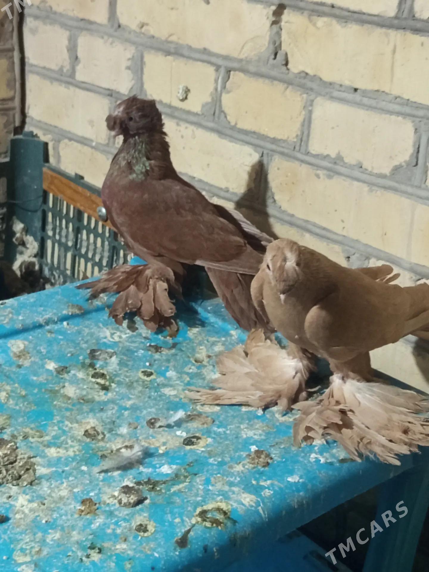 kepderi - Türkmenabat - img 2