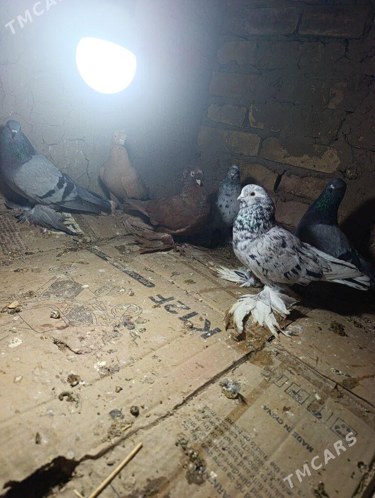 kepderi - Türkmenabat - img 1