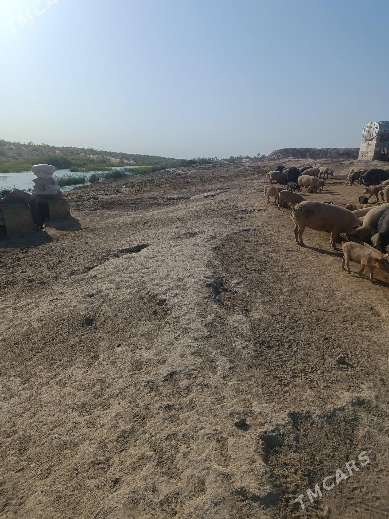 ишгер герек - Туркменабат - img 5