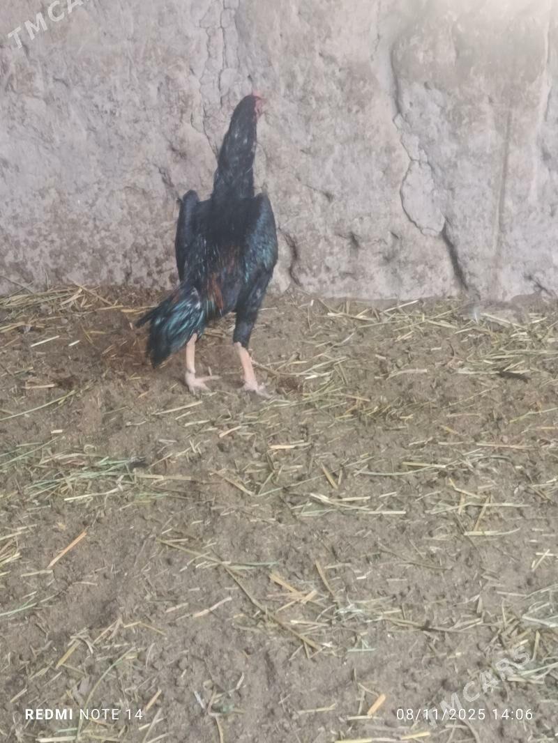 ŞİR ÖZBEK - Туркменабат - img 4