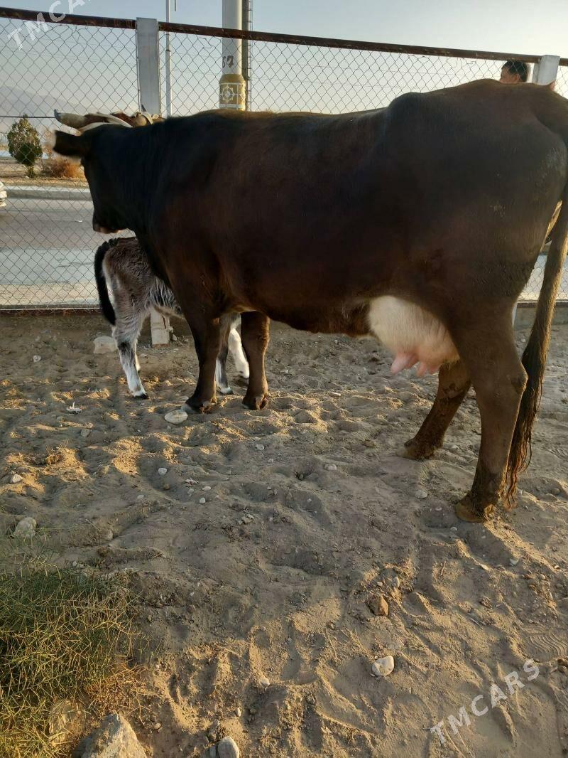 goleli sygyr - Балканабат - img 2